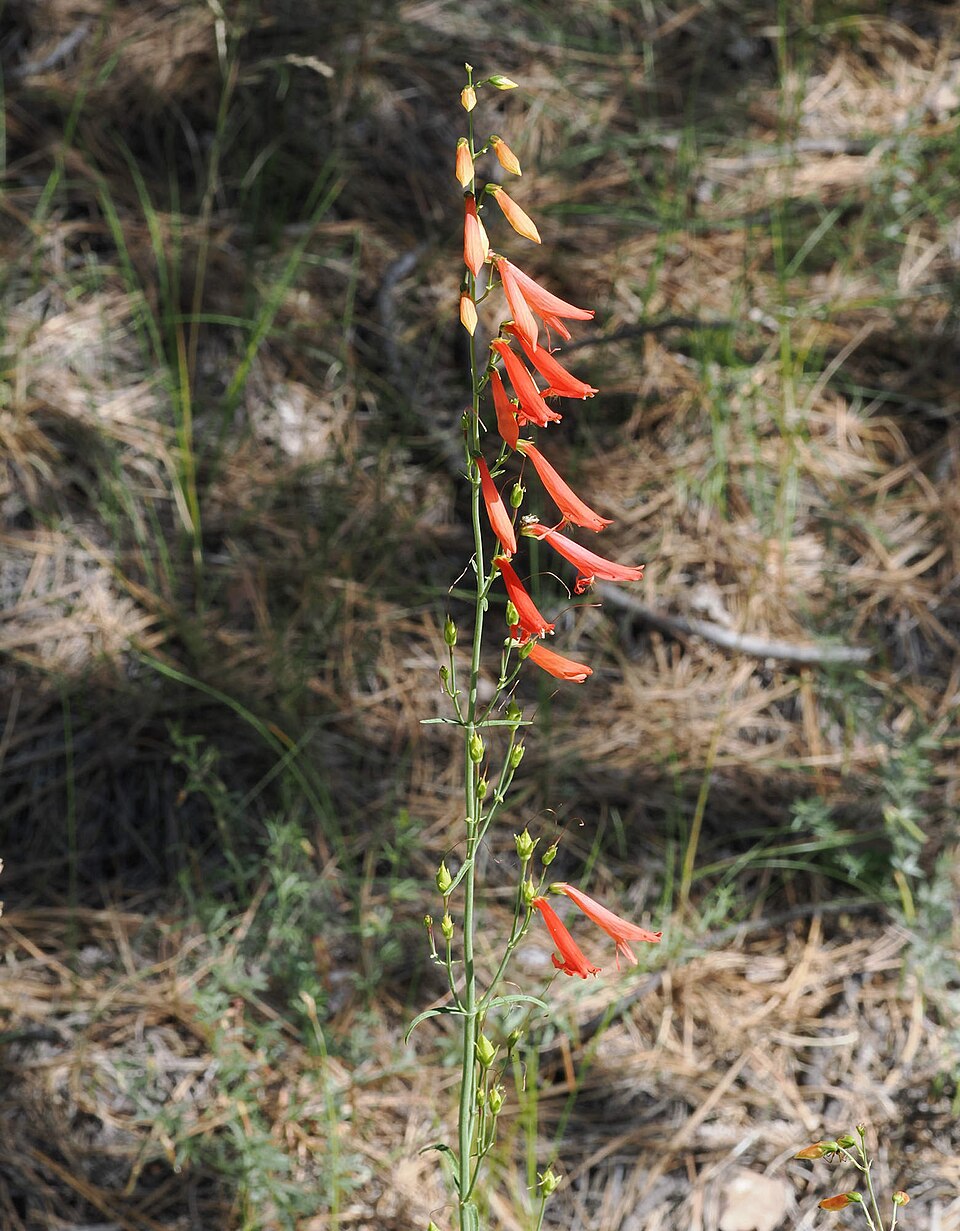 Scarlet Bugler (Penstemon barbatus) showing detail of bright red tubular flowers with yellow-bearded staminode
