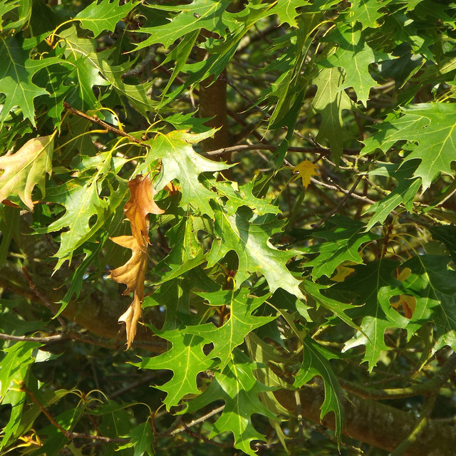Scarlet Oak (Quercus coccinea) - PlantNative.org Scarlet Oak (Quercus coccinea) showing brilliant scarlet red autumn foliage