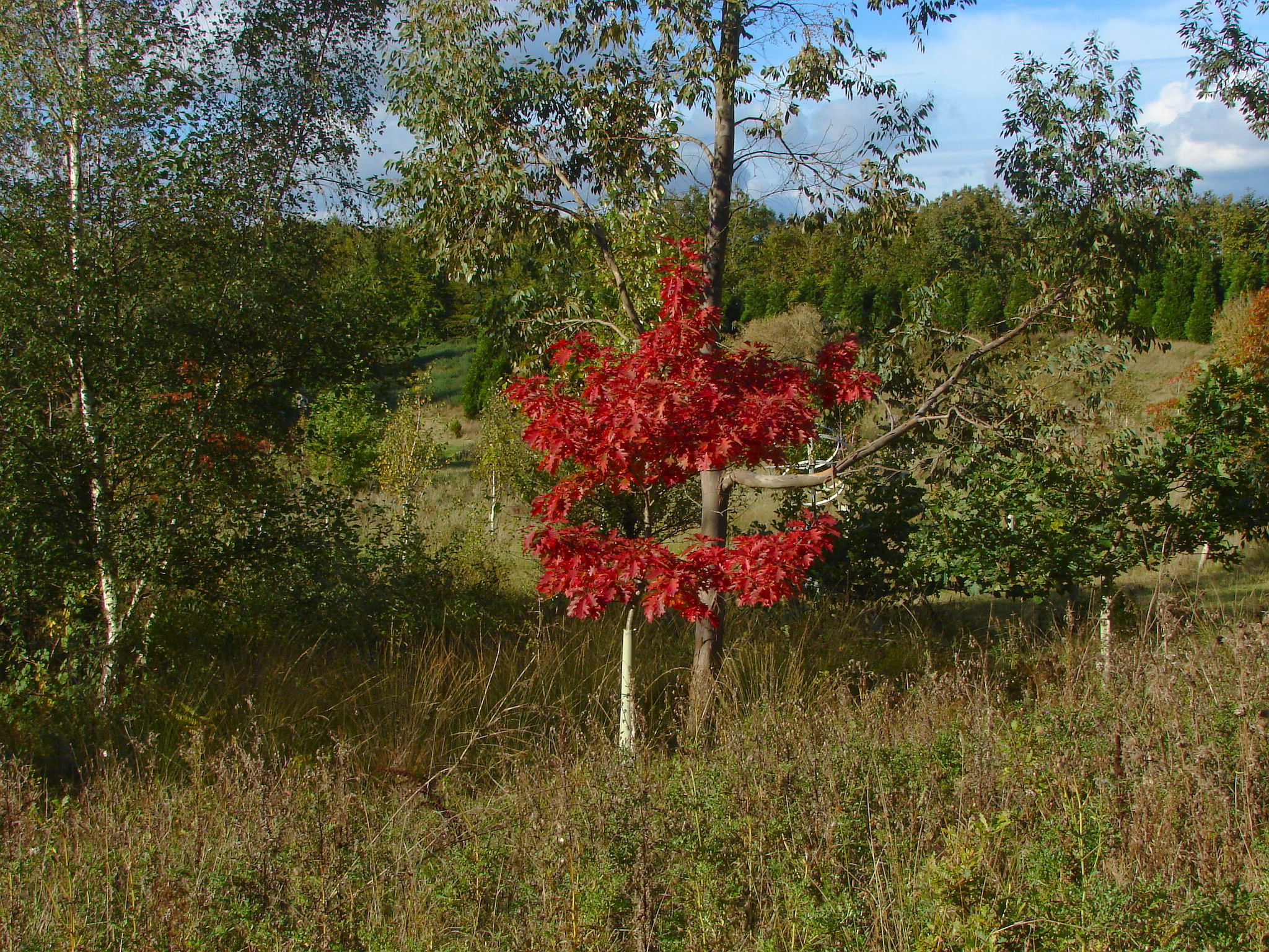 Scarlet Oak (Quercus coccinea) - PlantNative.org Scarlet Oak (Quercus coccinea) young sapling showing characteristic deeply lobed star-shaped leaves