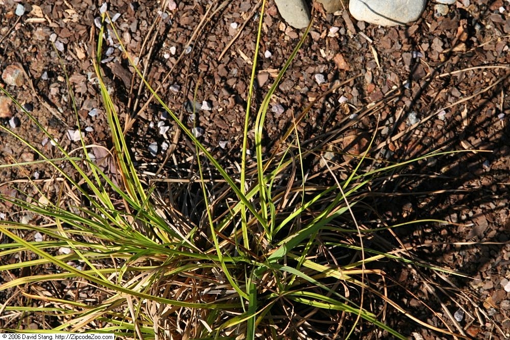 Woolgrass (Scirpus cyperinus) - PlantNative.org Woolgrass (Scirpus cyperinus) showing distinctive shaggy brown woolly seed heads on tall stems in wetland