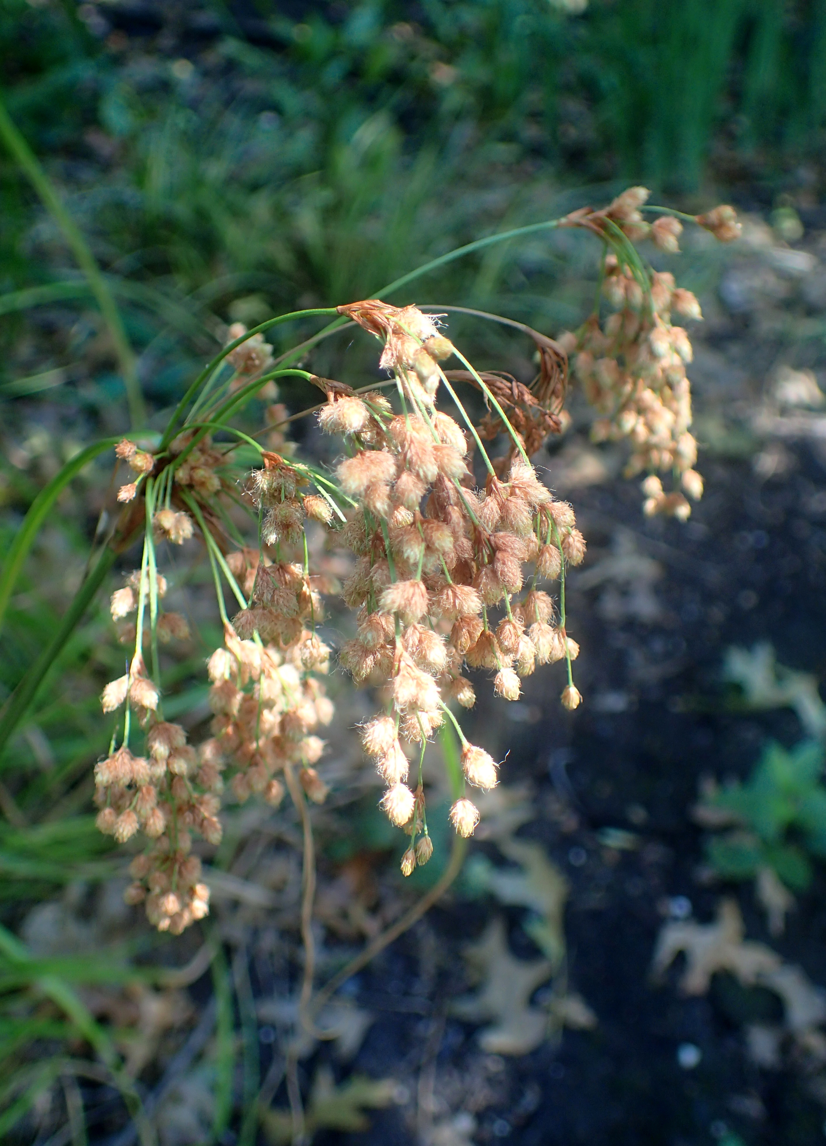 Woolgrass (Scirpus cyperinus) - PlantNative.org Woolgrass (Scirpus cyperinus) showing habitat with dense clumps and woolly seed heads in natural wetland setting