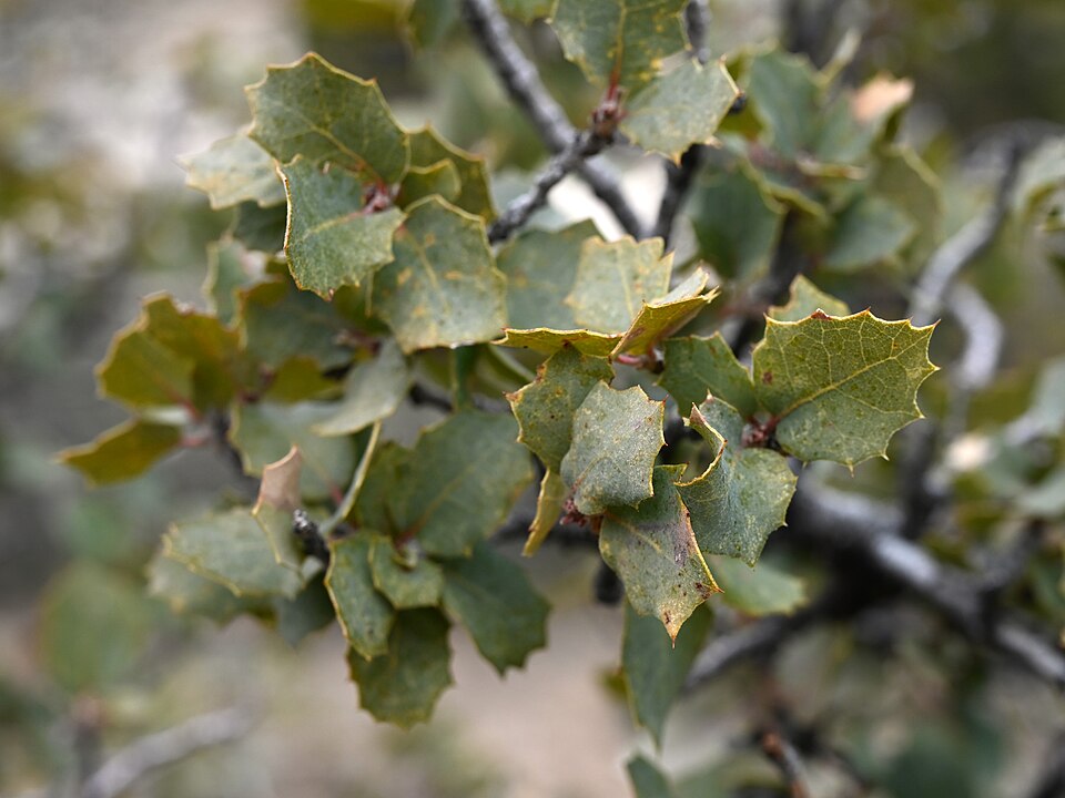 Scrub Oak (Quercus turbinella) foliage showing small spiny holly-like evergreen leaves and acorn cups