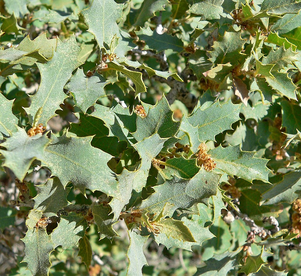 Scrub Oak (Quercus turbinella) showing the characteristic compact evergreen thicket form on rocky desert hillside