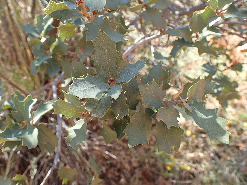 Scrub Oak (Quercus turbinella) dense evergreen shrub in desert chaparral showing spiny-lobed leaves