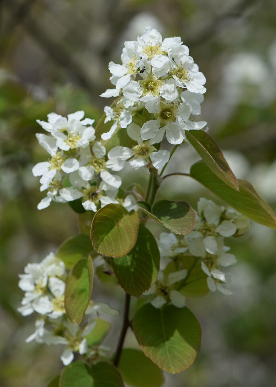 Close-up of Serviceberry flowers showing white five-petaled blooms with prominent yellow stamens