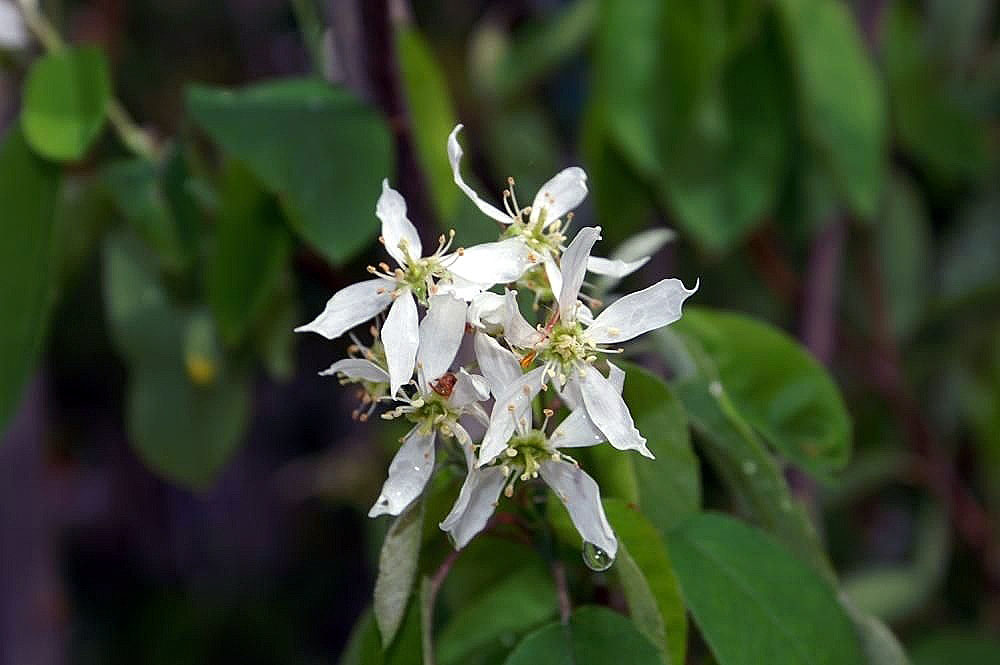 Shadblow (Amelanchier canadensis) - PlantNative.org Shadblow Serviceberry (Amelanchier canadensis) in full spring bloom with white flowers