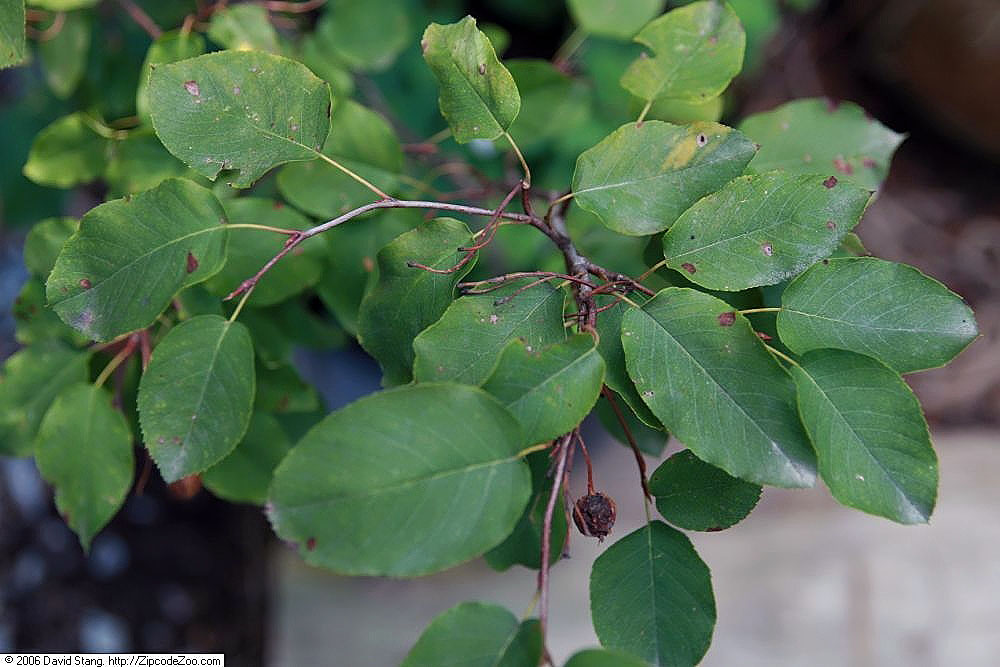 Shadblow (Amelanchier canadensis) - PlantNative.org Shadblow (Amelanchier canadensis) flowers close-up showing white petals and woolly young leaves
