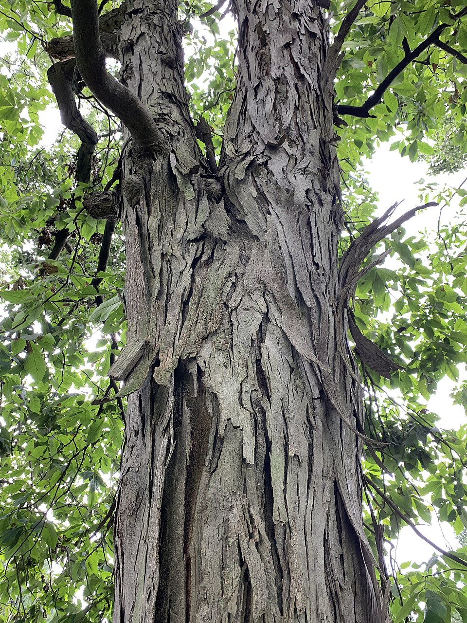 Shagbark Hickory (Carya ovata) trunk showing the distinctive shaggy, plated gray bark that peels away in long curved strips