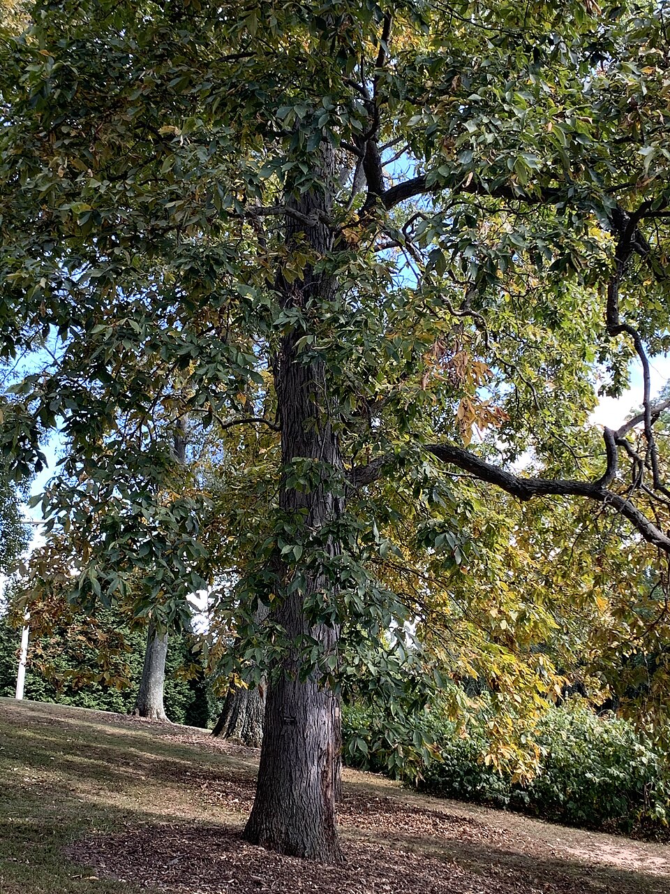 Shagbark Hickory (Carya ovata) tall mature tree with distinctive shaggy plated bark in forest setting