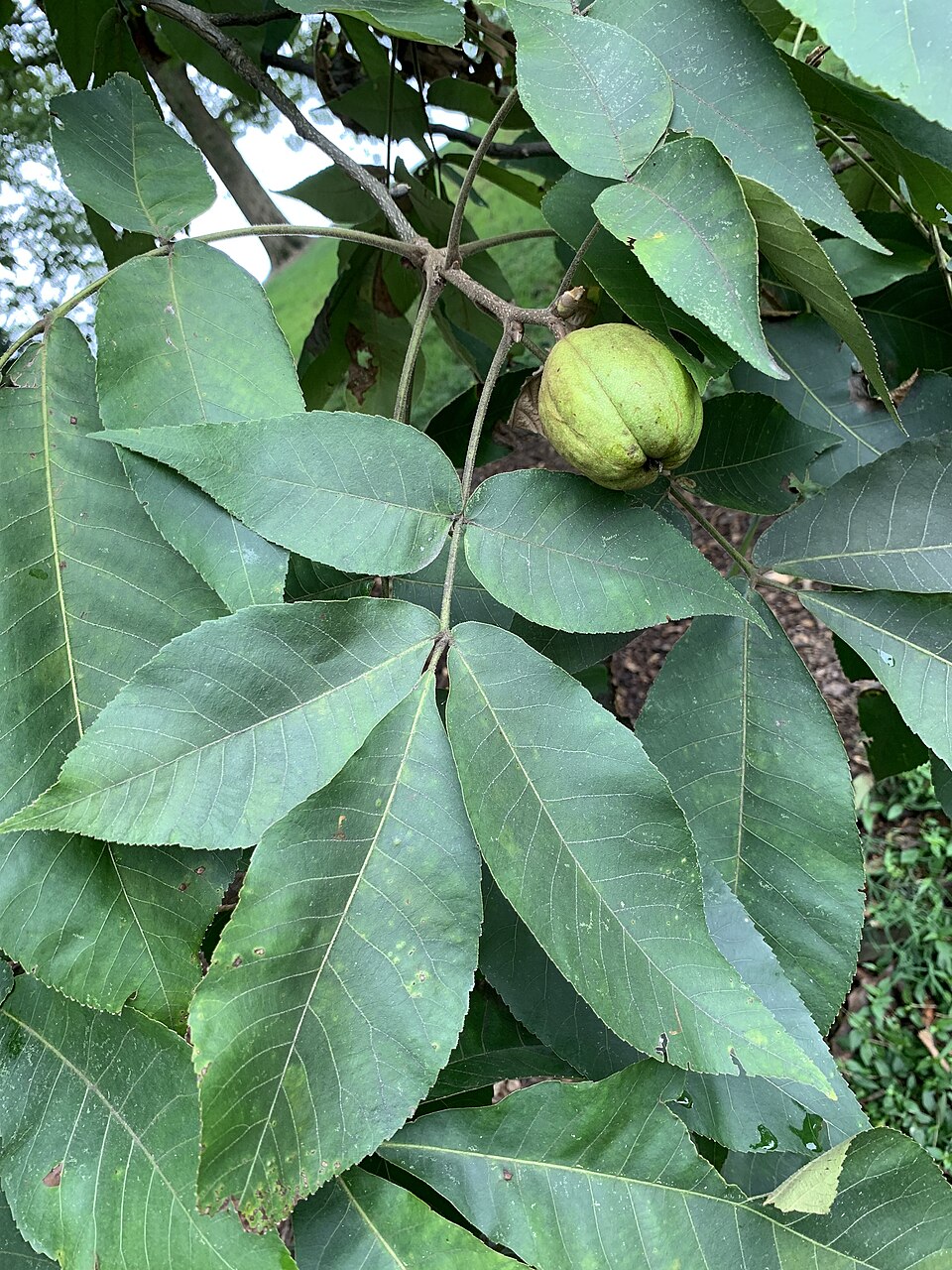 Shagbark Hickory (Carya ovata) pinnately compound leaf and four-valved nut husk