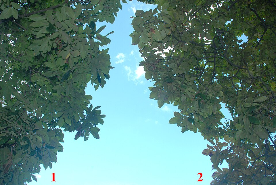 Shellbark Hickory (Carya laciniosa) - PlantNative.org Shellbark Hickory (Carya laciniosa)