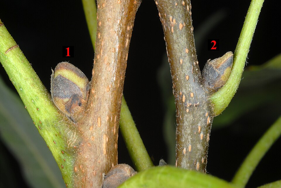 Shellbark Hickory (Carya laciniosa) - PlantNative.org Shellbark Hickory (Carya laciniosa) additional view
