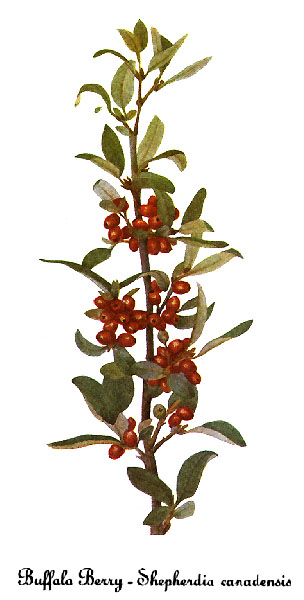 Russet Buffaloberry (Shepherdia canadensis) botanical illustration showing leaves and berries