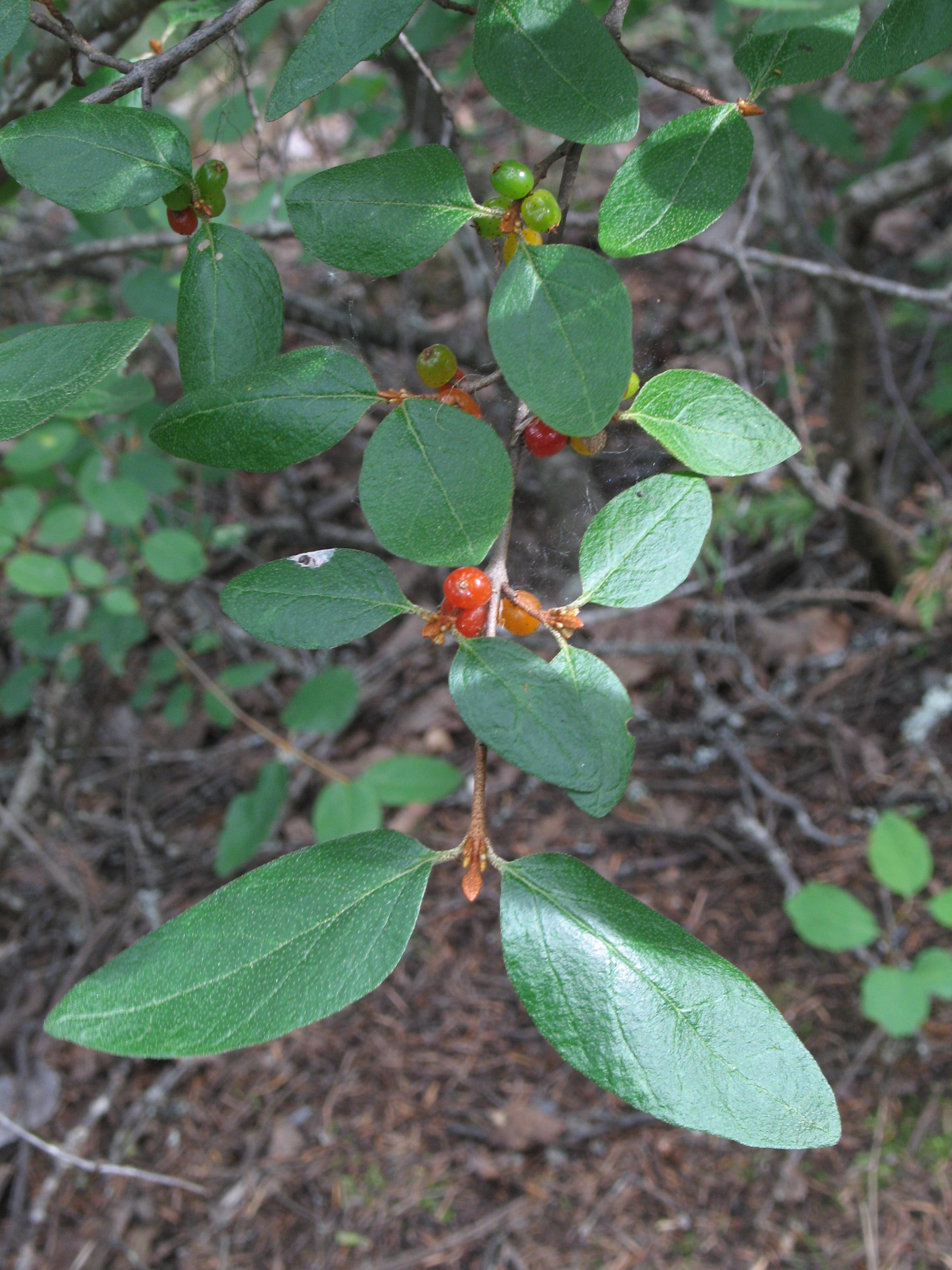 Russet Buffaloberry (Shepherdia canadensis) showing red berries and distinctive two-toned leaves