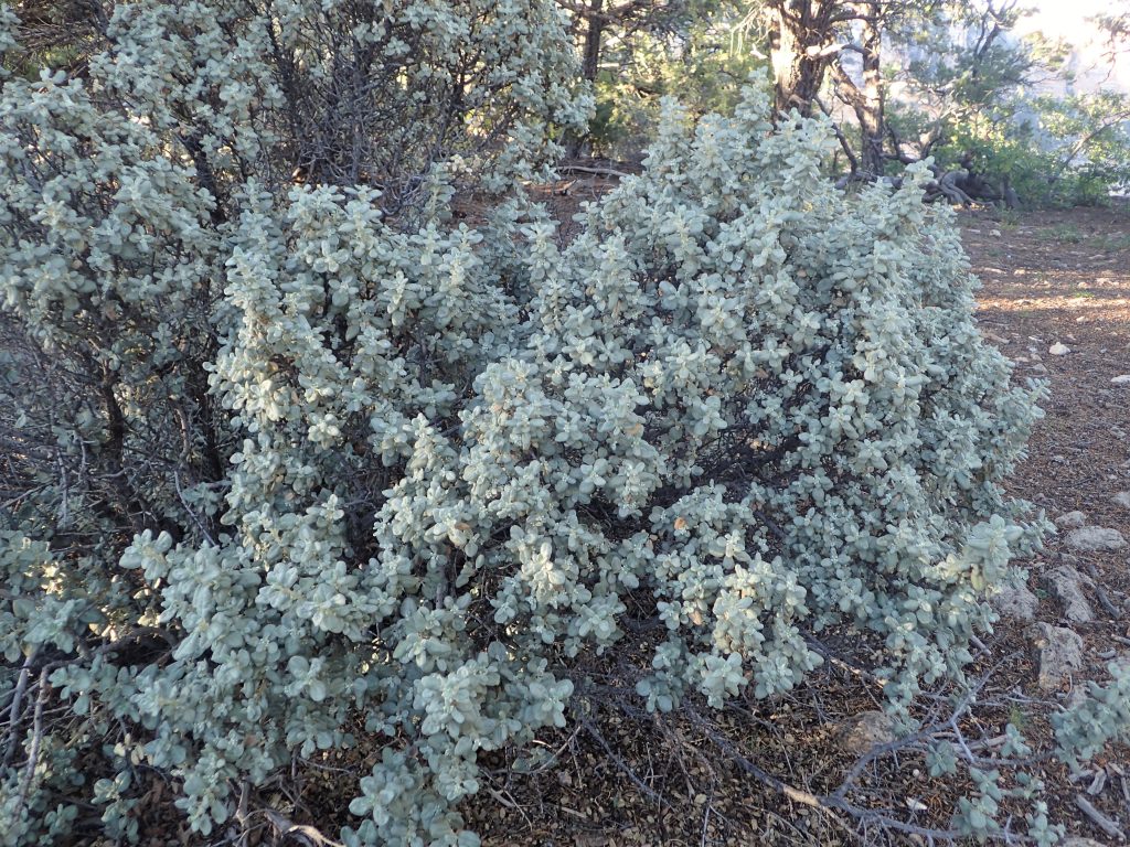 Roundleaf Tree Roundleaf Buffaloberry: Native Shrub with Edible Berries