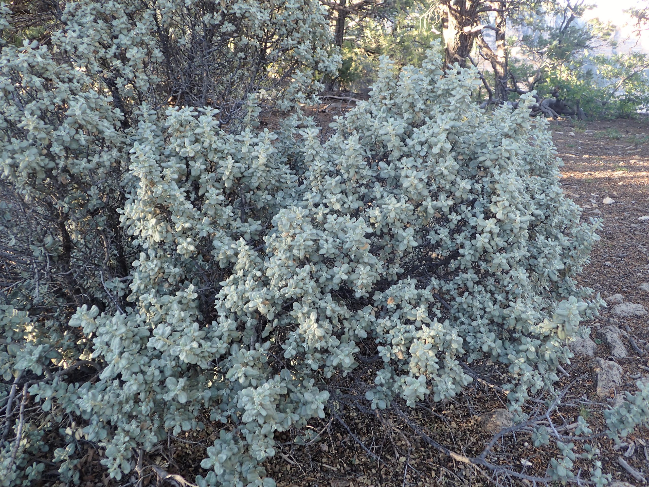 Roundleaf Buffaloberry (Shepherdia rotundifolia)