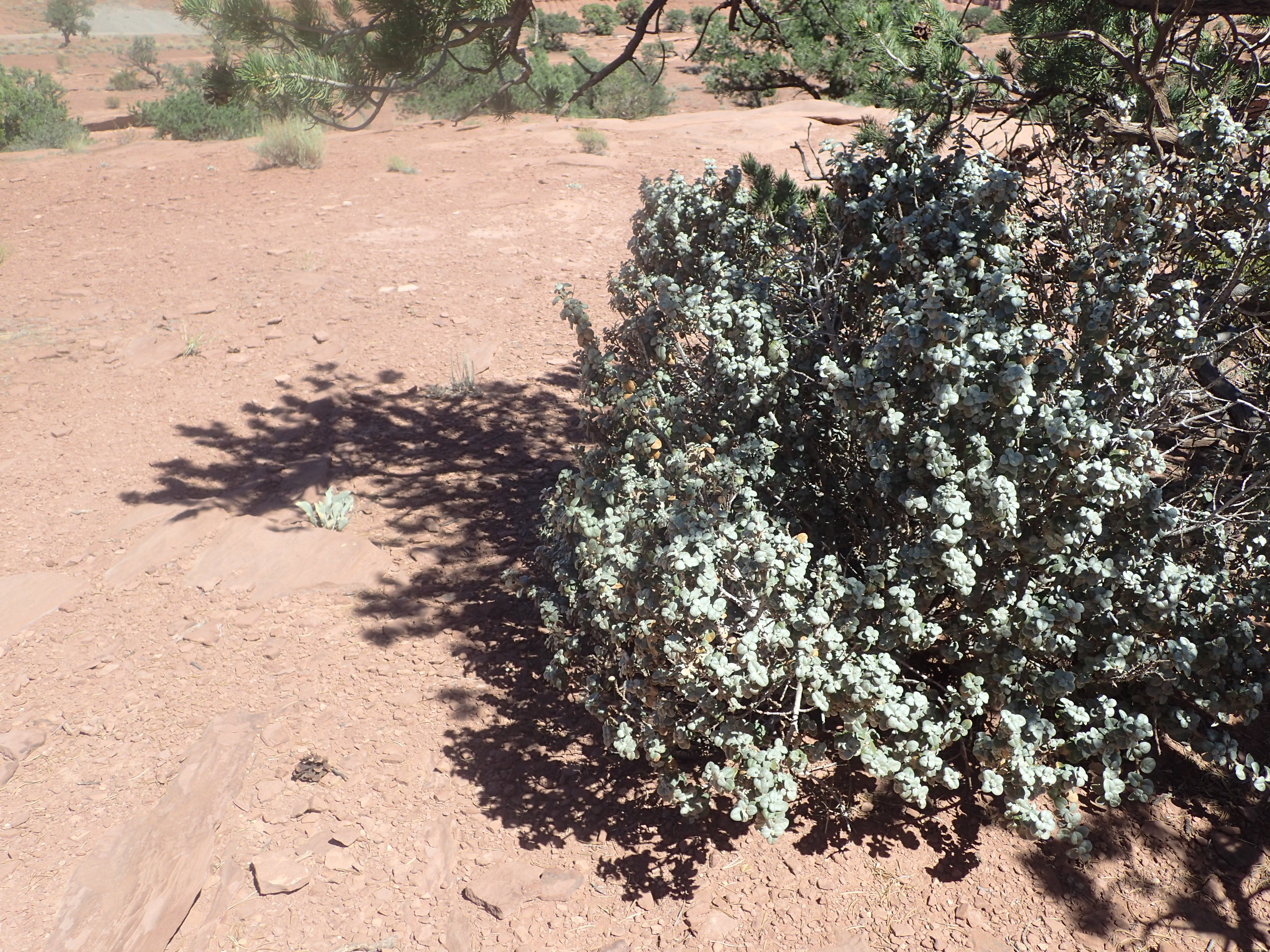 Roundleaf Buffaloberry (Shepherdia rotundifolia) close-up of the distinctive silvery-scaled round leaves on rocky canyon slope