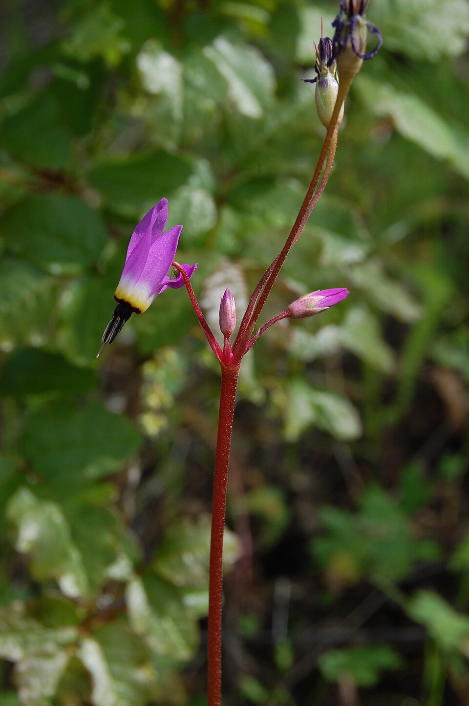Dodecatheon hendersonii plant photo
