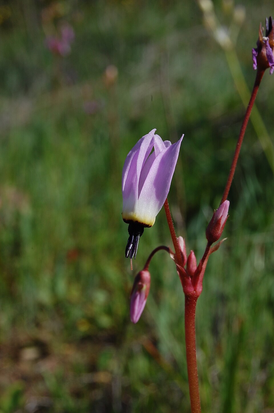 Dodecatheon hendersonii habitat