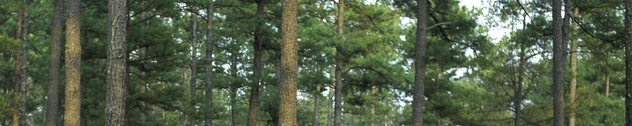 Shortleaf Pine (Pinus echinata) landscape view showing characteristic bark pattern and crown form