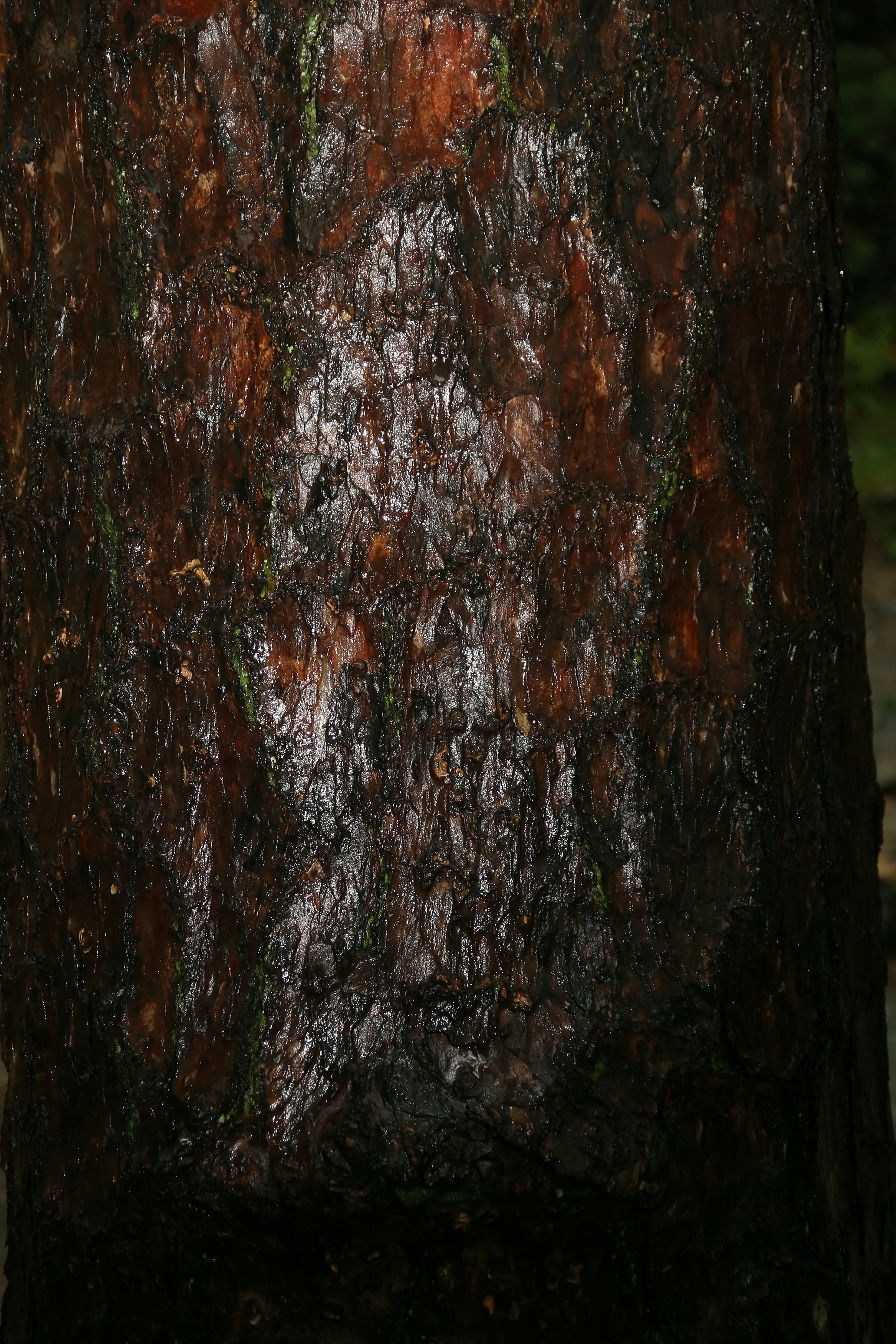 Shortleaf Pine (Pinus echinata) needles and cones showing distinctive features