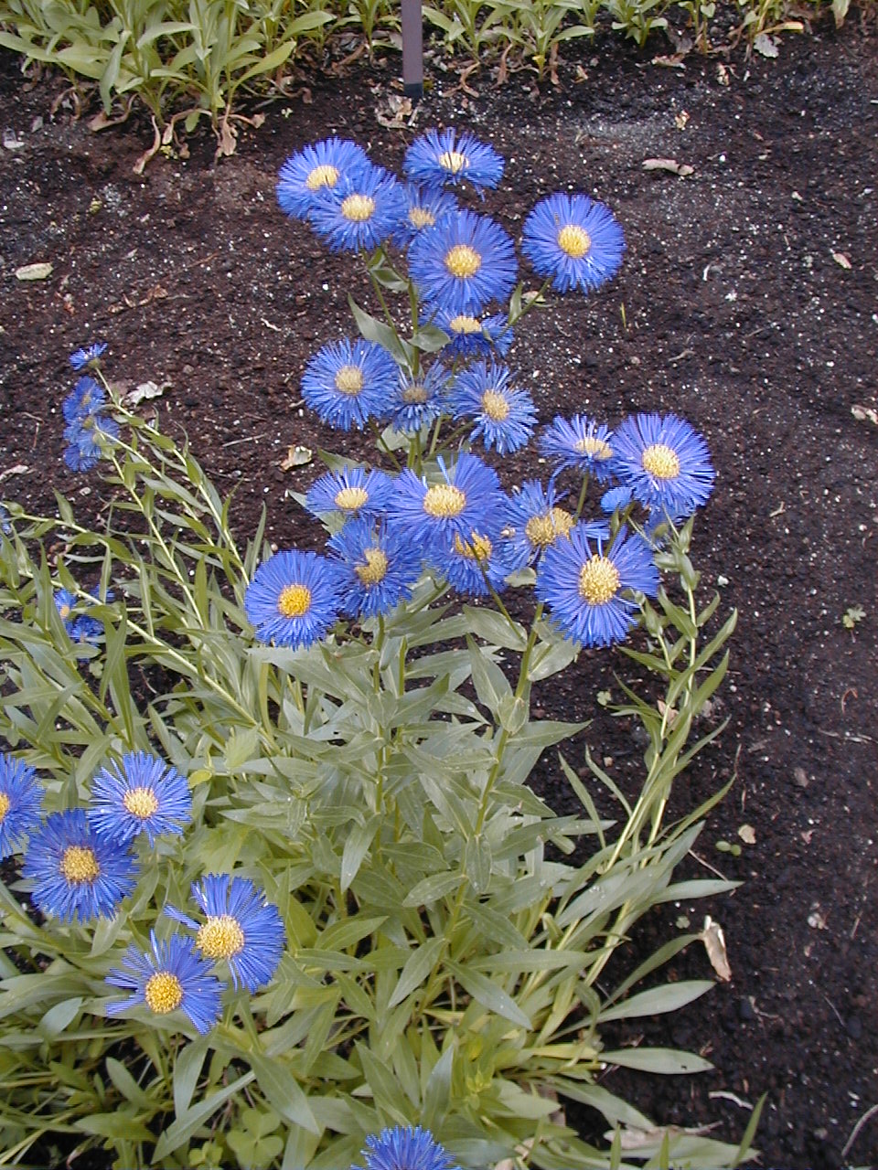 Showy Fleabane (Erigeron speciosus) - PlantNative.org Showy Fleabane (Erigeron speciosus) with purple daisy flowers in bloom