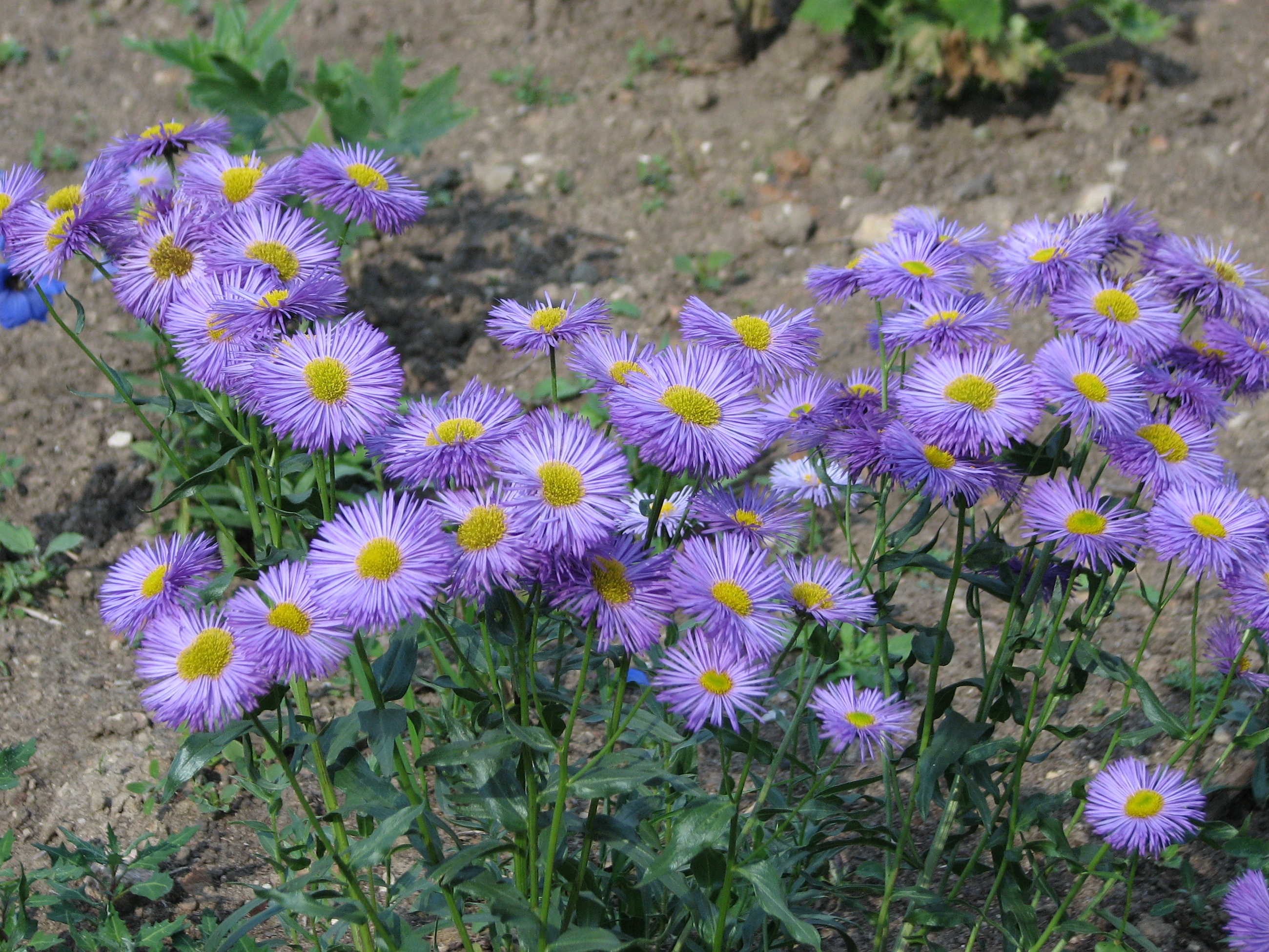 Showy Fleabane (Erigeron speciosus) - PlantNative.org Showy Fleabane (Erigeron speciosus) close-up of lavender flowers with yellow centers