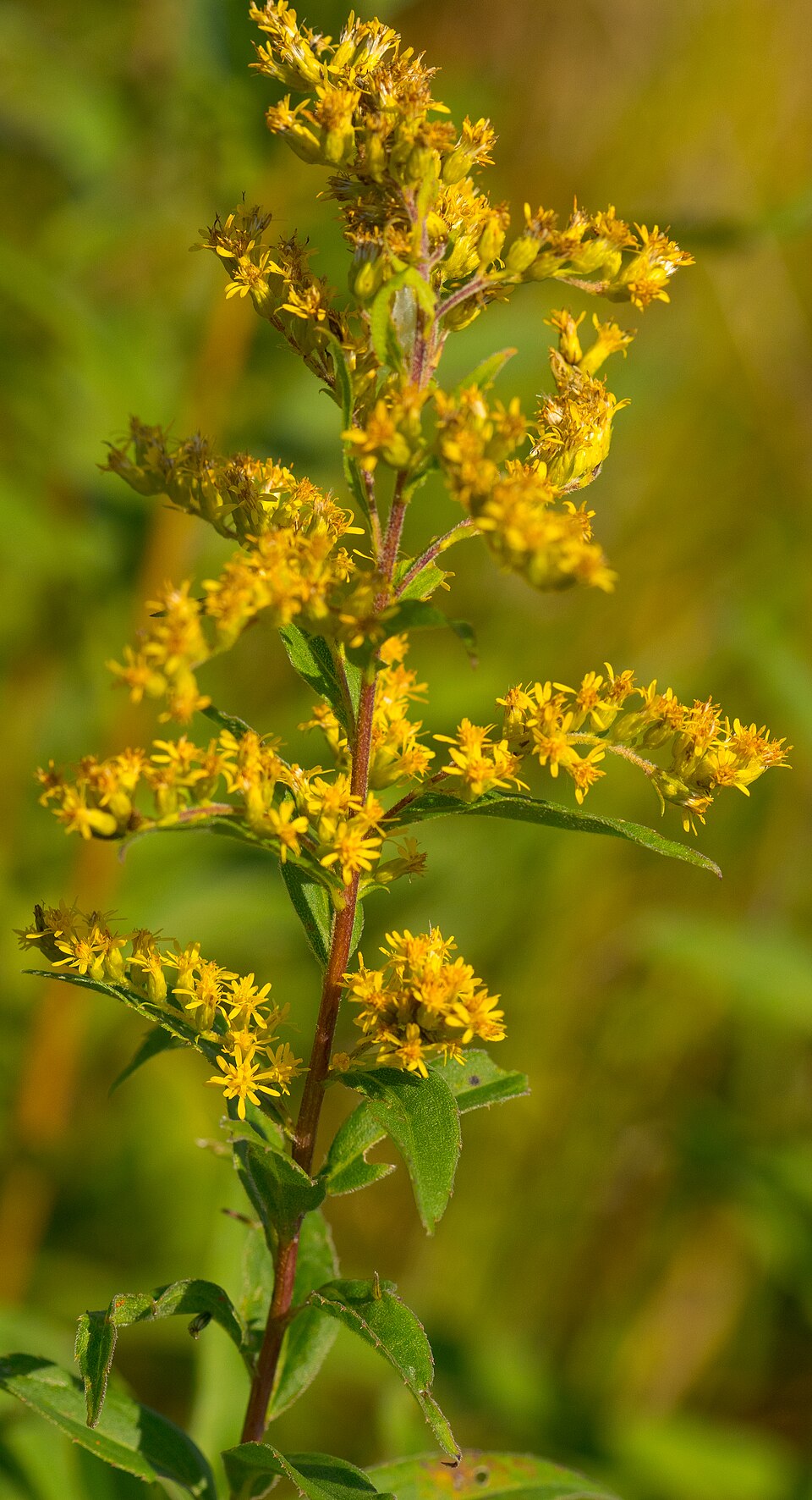 Showy Goldenrod (Solidago speciosa) displaying spectacular wands of blazing yellow flowers in late summer prairie setting