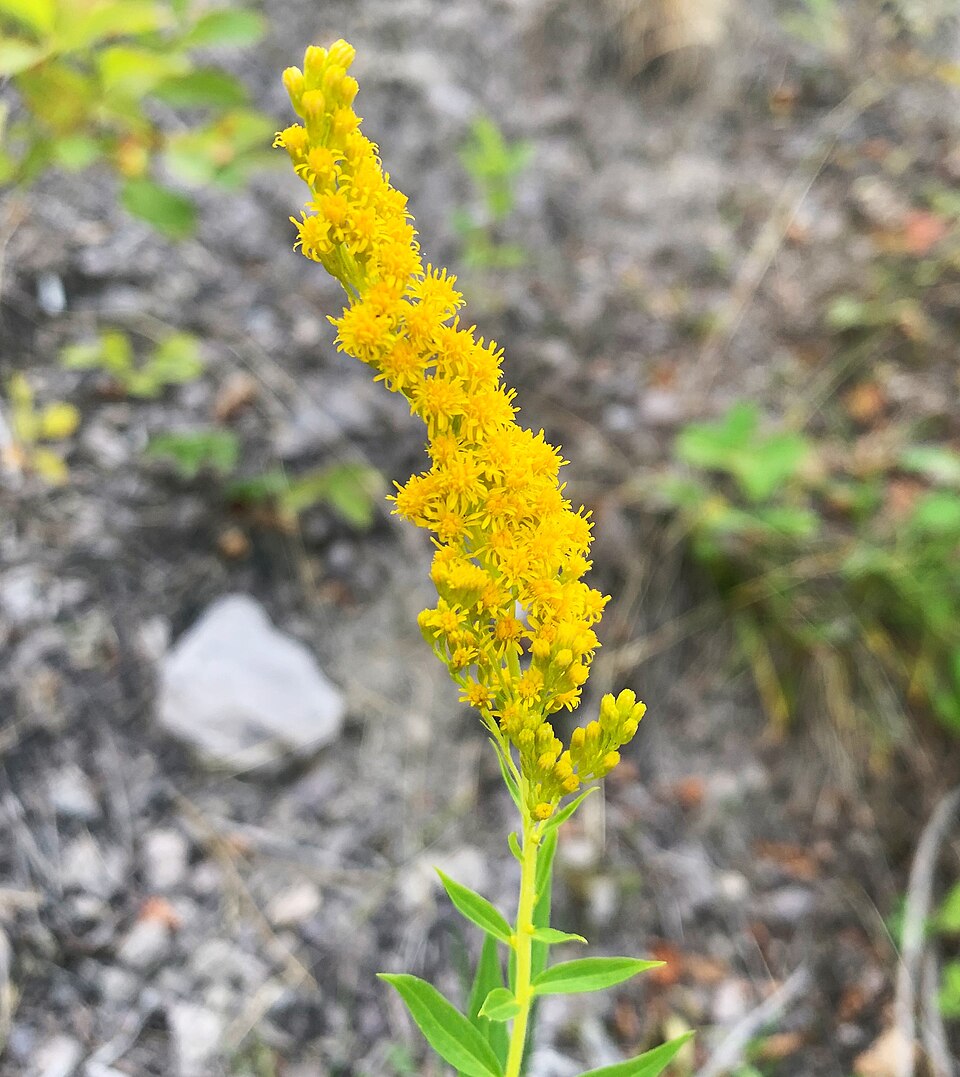 Showy Goldenrod (Solidago speciosa) close-up of dense upright yellow flower spike showing compact inflorescence structure