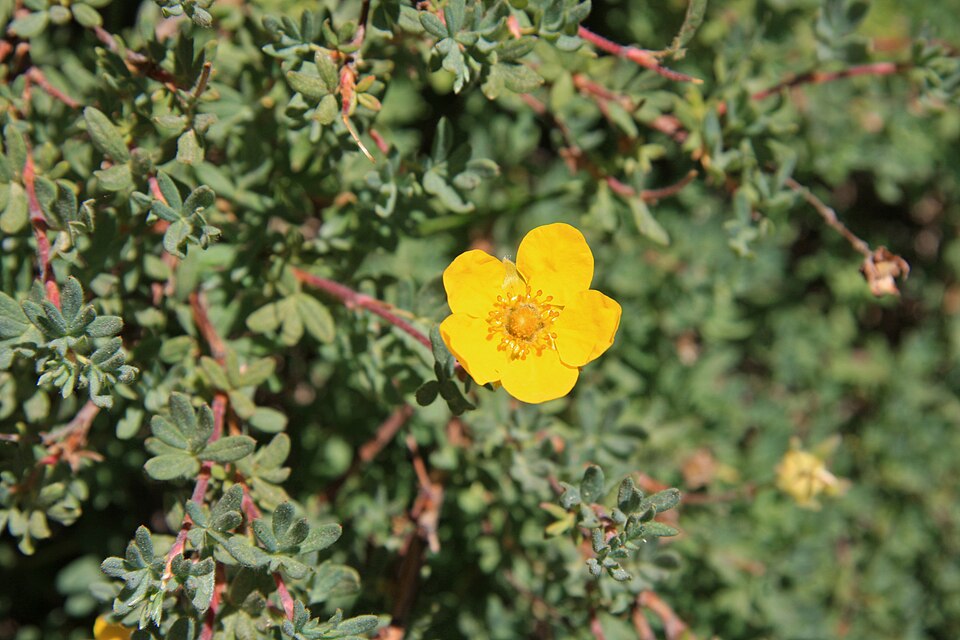 Shrubby Cinquefoil (Potentilla fruticosa)