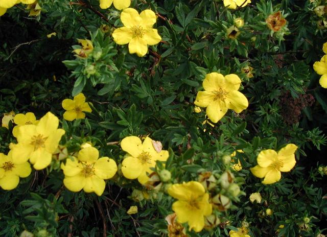 Shrubby Cinquefoil (Potentilla fruticosa) in landscape