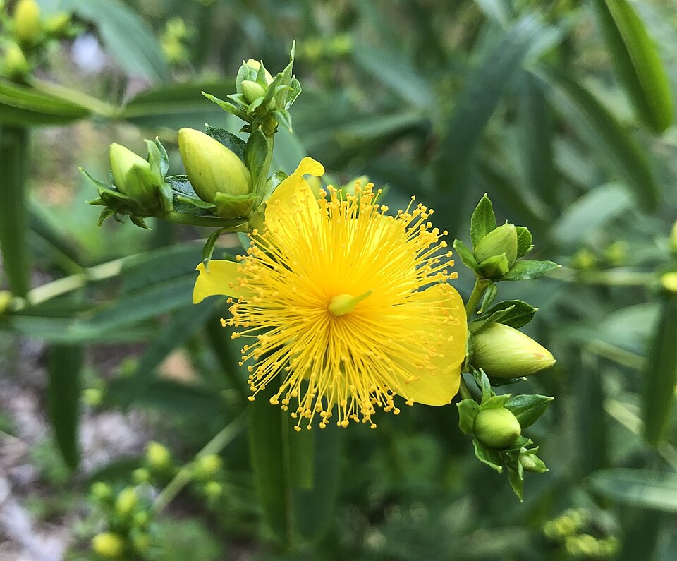 Shrubby St. Johns Wort (Hypericum prolificum) - PlantNative.org Shrubby St. Johns Wort (Hypericum prolificum) showing bright yellow five-petaled flowers in midsummer bloom