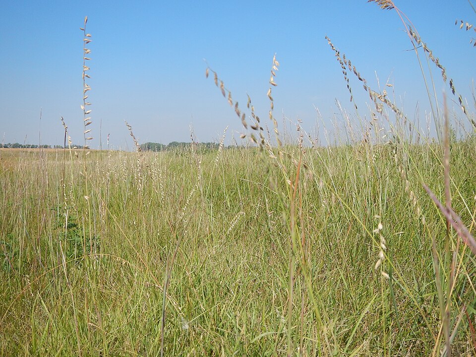Sideoats Grama (Bouteloua curtipendula) - PlantNative.org Sideoats Grama (Bouteloua curtipendula) growing in natural prairie habitat showing typical bunchgrass form