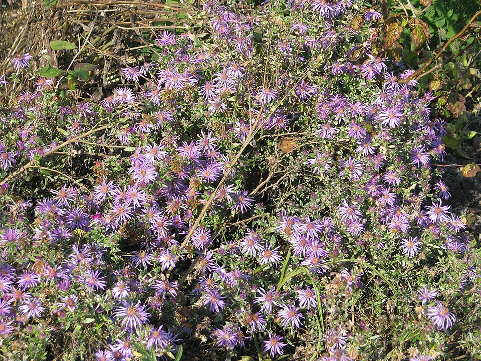 Silky Aster (Symphyotrichum sericeum) showing pale lavender-purple daisy-like flowers with silvery-silky foliage