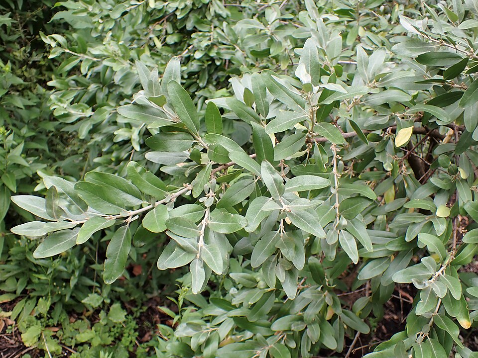 Silver Buffaloberry (Shepherdia argentea) - PlantNative.org Silver Buffaloberry (Shepherdia argentea) branches showing silvery foliage and dense red berry clusters