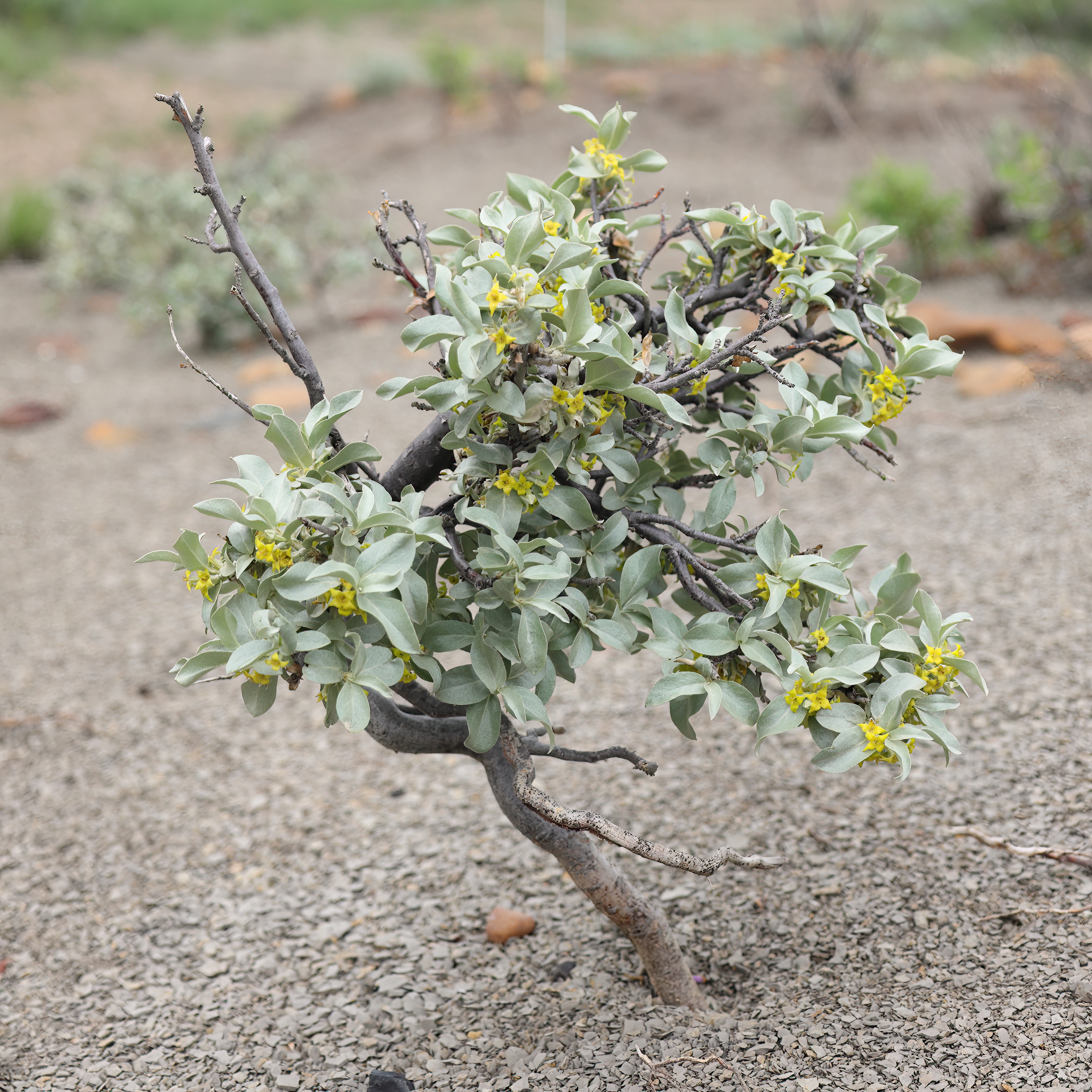 Silverberry (Elaeagnus commutata) - PlantNative.org Silverberry (Elaeagnus commutata) showing distinctive silvery foliage in Glacier National Park