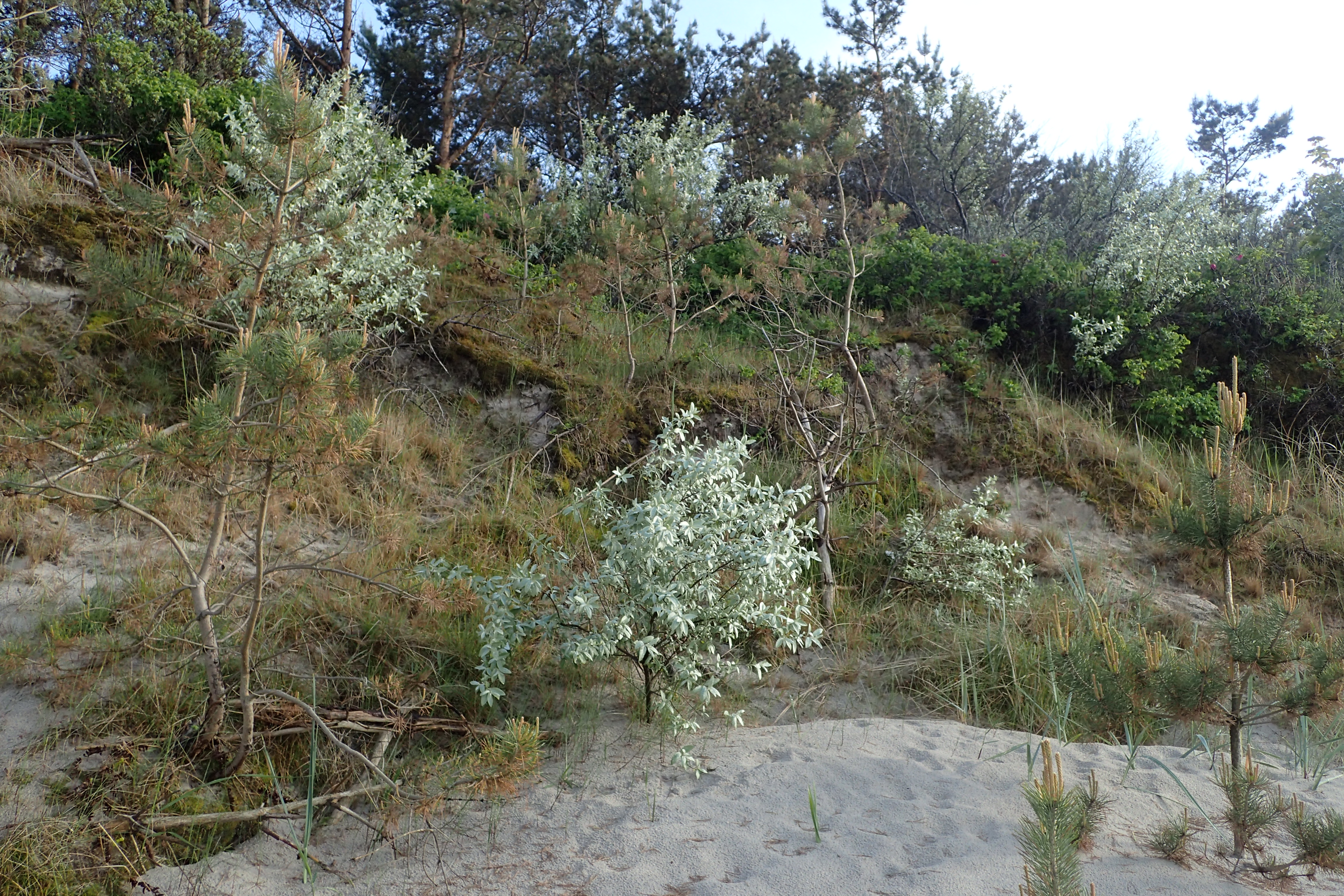 Silverberry (Elaeagnus commutata) - PlantNative.org Silverberry (Elaeagnus commutata) shrub showing full foliage