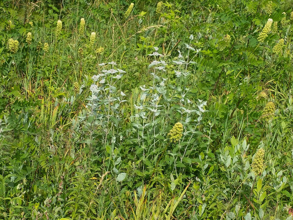 Silverleaf Mountain Mint (Pycnanthemum incanum) growing in meadow habitat showing whitened upper foliage