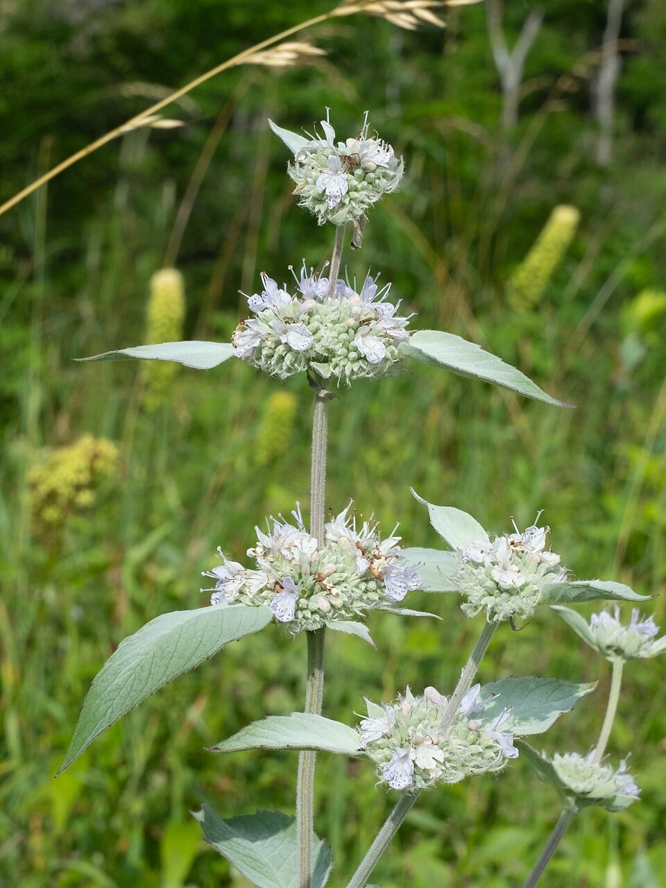 Silverleaf Mountain Mint (Pycnanthemum incanum) inflorescence showing small white purple-spotted flowers