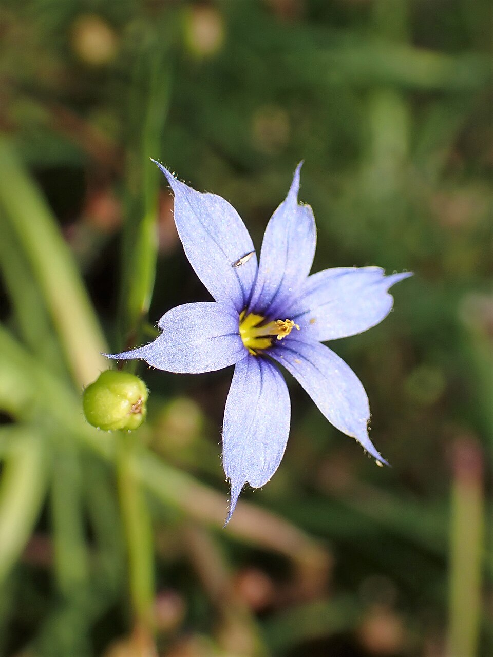 Blue-eyed Grass (Sisyrinchium angustifolium) flower showing six blue petals with bright yellow center