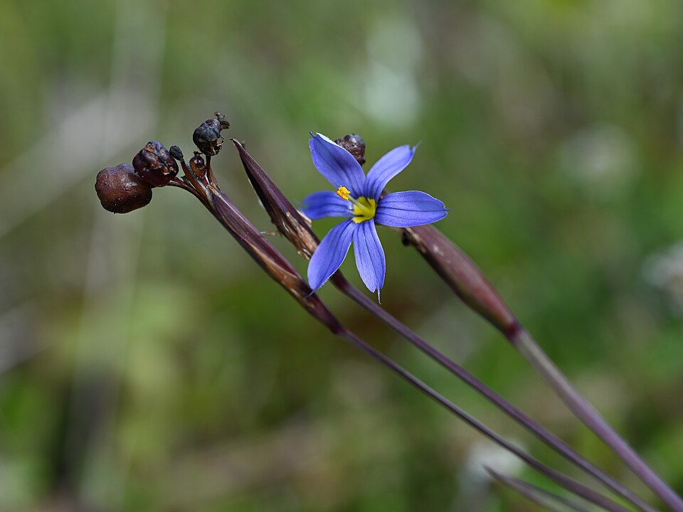 Blue-eyed Grass (Sisyrinchium angustifolium) growing in natural grassland habitat