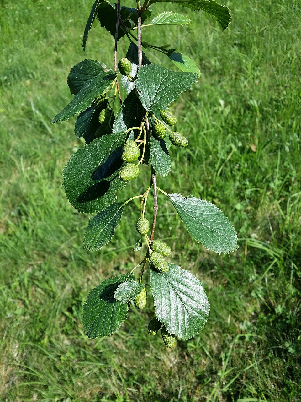 Sitka Alder (Alnus sinuata) showing alternate serrated leaves and woody catkins along a Pacific Northwest stream