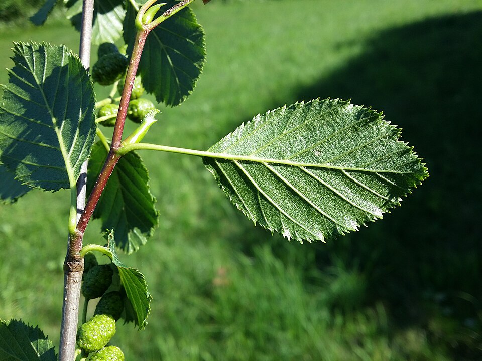 Sitka Alder (Alnus sinuata) branch detail showing doubly serrated leaves and woody seed cones