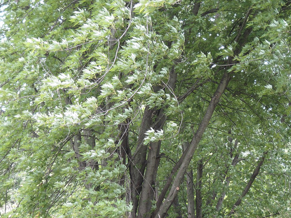 Silver Maple (Acer saccharinum) - PlantNative.org Silver Maple (Acer saccharinum) showing its wide, arching canopy and large compound leaves near a rural farm setting