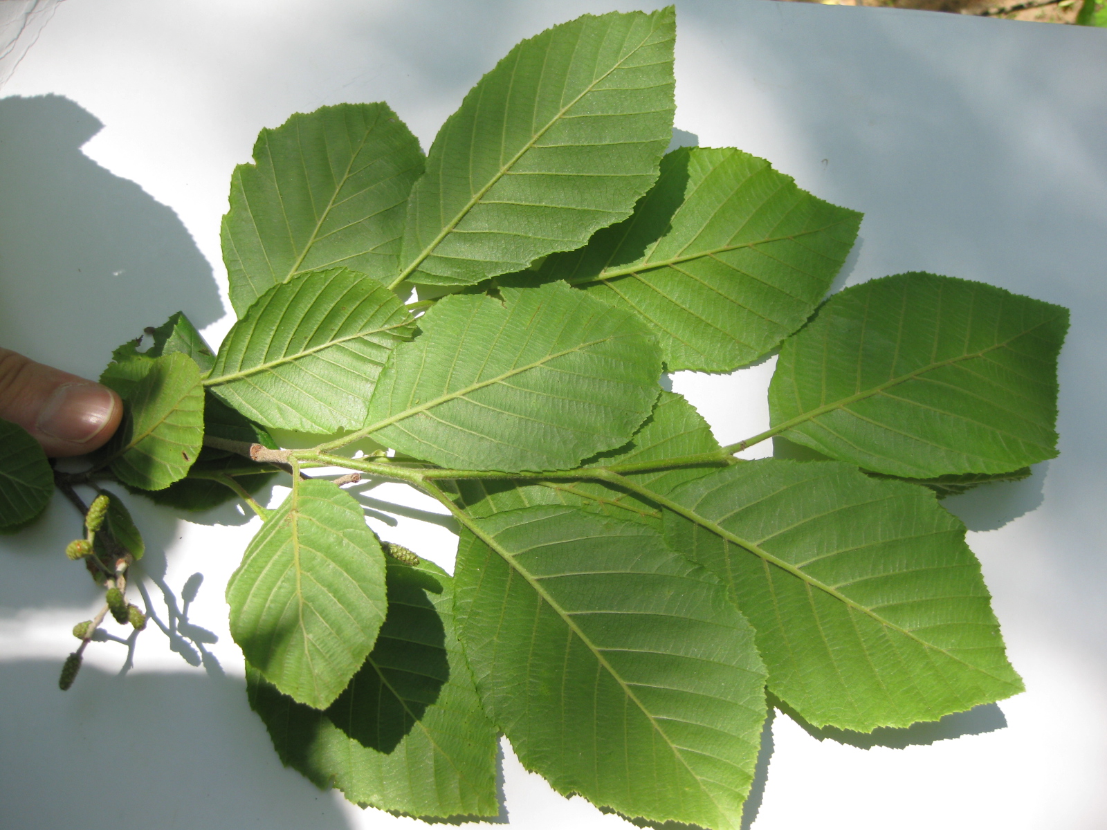 Smooth Alder (Alnus serrulata) - PlantNative.org Smooth Alder (Alnus serrulata) showing characteristic serrated leaves and smooth bark on mature stems
