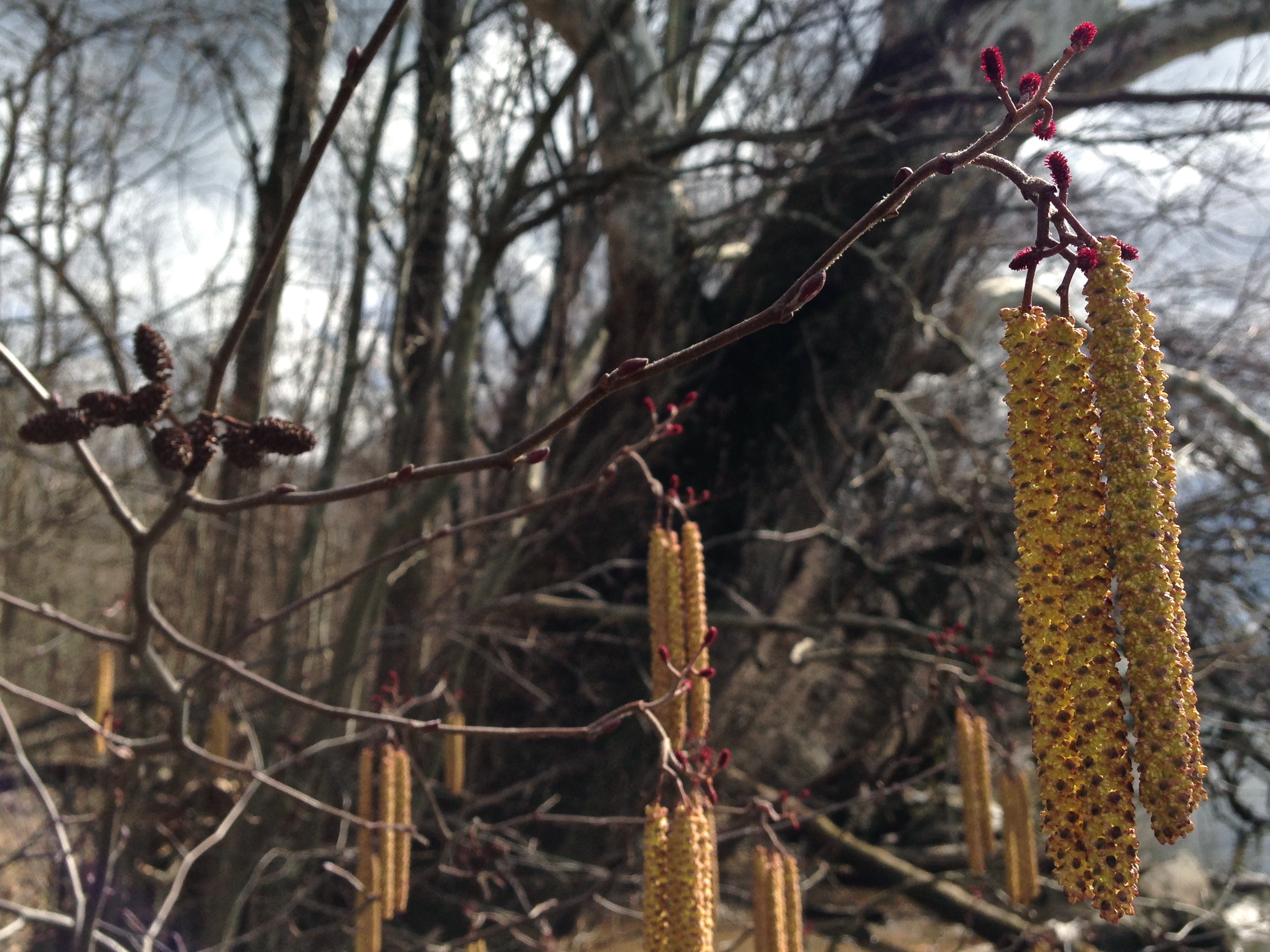 Smooth Alder (Alnus serrulata) - PlantNative.org Smooth Alder (Alnus serrulata) showing early spring catkins before leaf emergence
