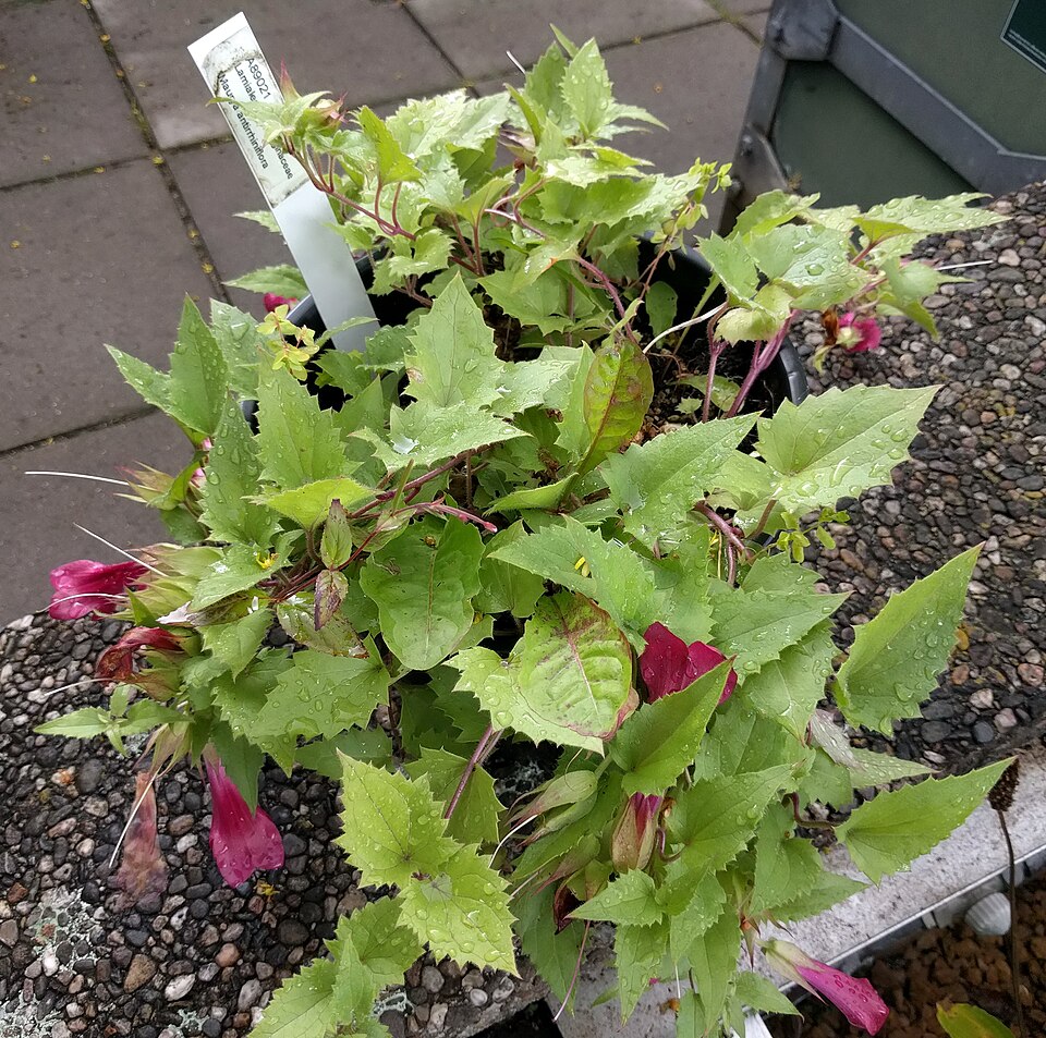 Snapdragon-vine (Maurandya antirrhiniflora) with delicate purple-pink snapdragon-like flowers