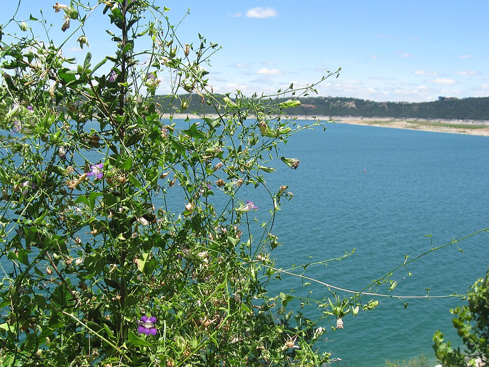 Snapdragon-vine (Maurandya antirrhiniflora) showing mass of purple snapdragon-like flowers on twining stems