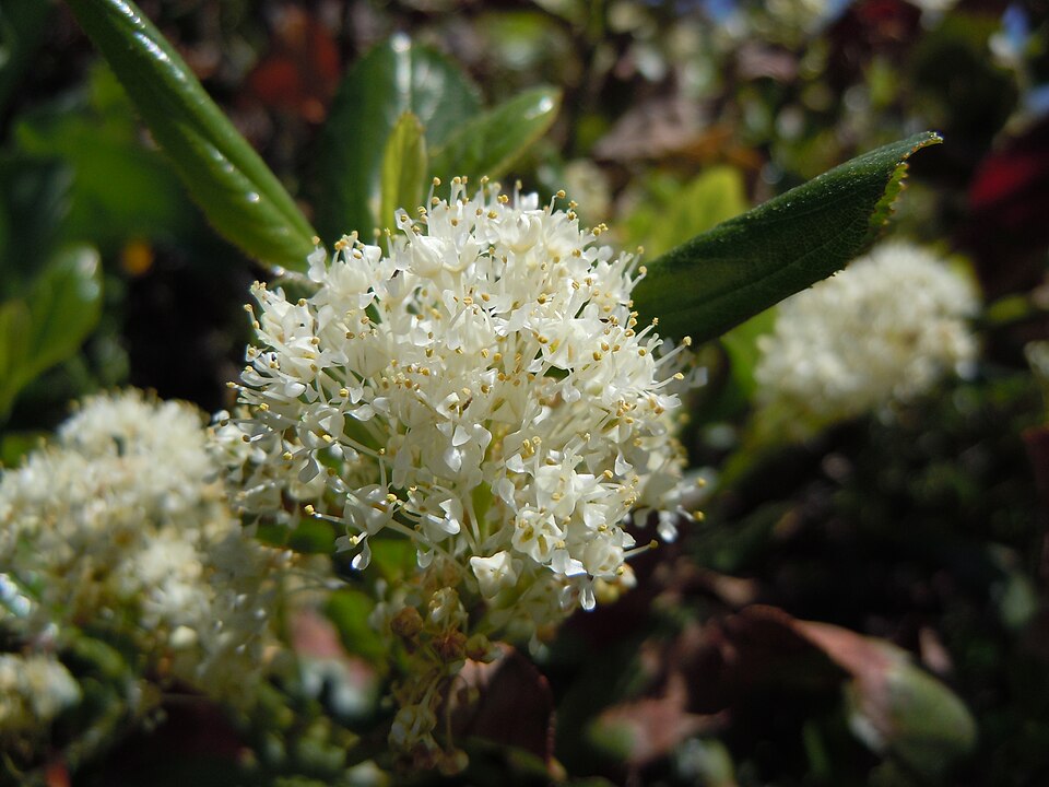 Snowbrush Ceanothus (Ceanothus velutinus)