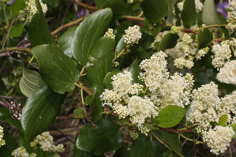 Snowbrush Ceanothus (Ceanothus velutinus) in its natural Pacific Northwest habitat